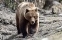 Ведмідь під час пандемії облюбував готель на російському курорті - Главком